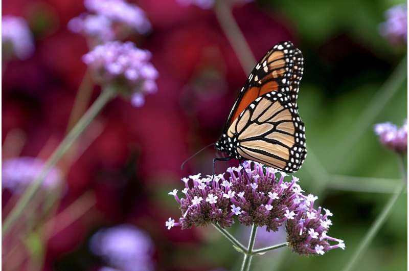 帝王蝶的白色斑点有助于迁徙