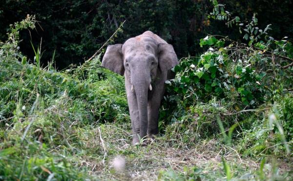 Report: As human-wildlife co<em></em>nflict increases, some Sabah plantations see value in setting aside land for conservation